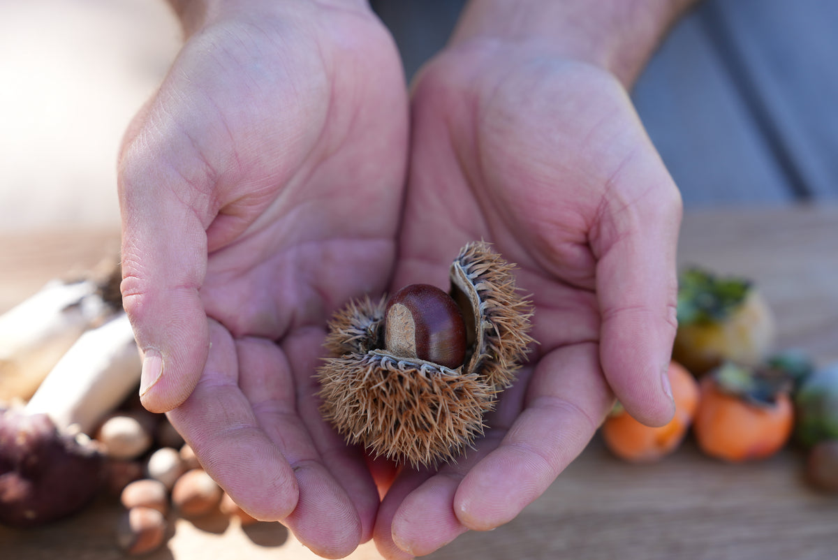 Person holding a chestnut in their hands with a blurred background