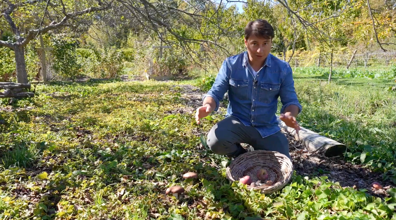 Biodiversity in Action: Apple Orchard