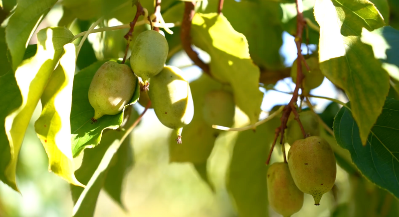 Biodiversity in Action: Kiwi Berries