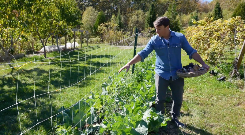 Biodiversity in Action: Greens in a Row